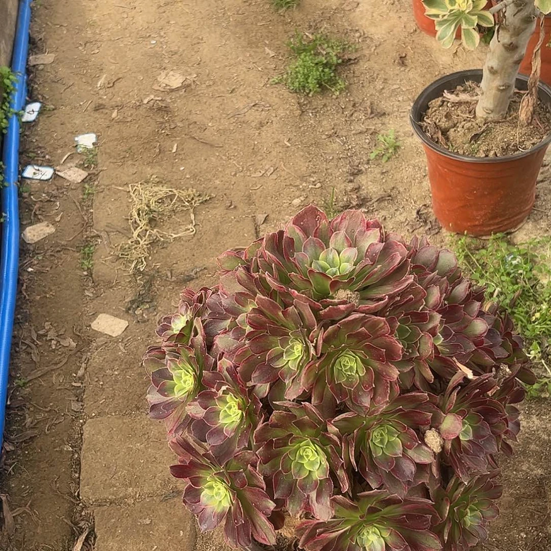 20安娜法师多肉植物