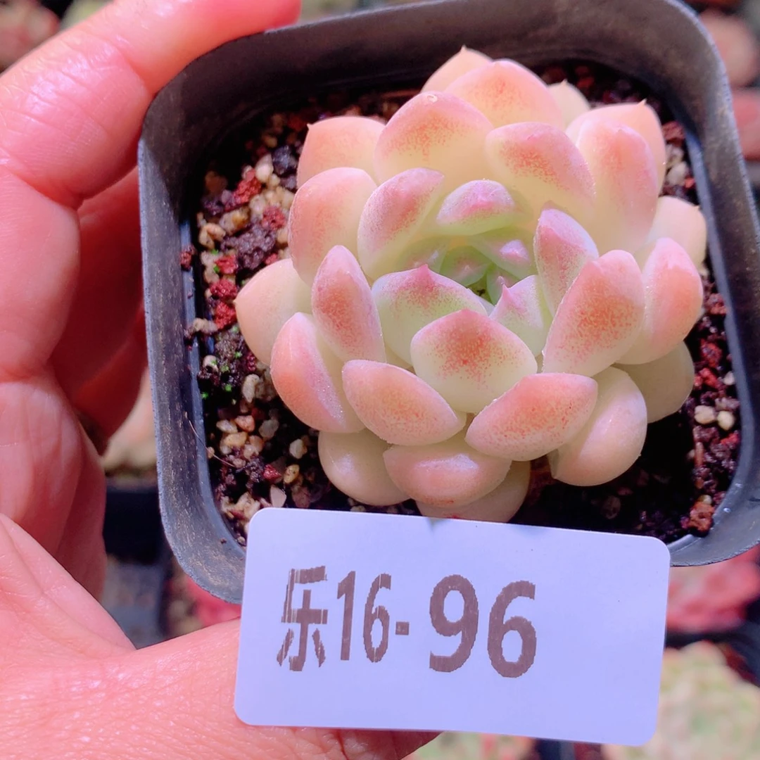 乐然16-96 明月心