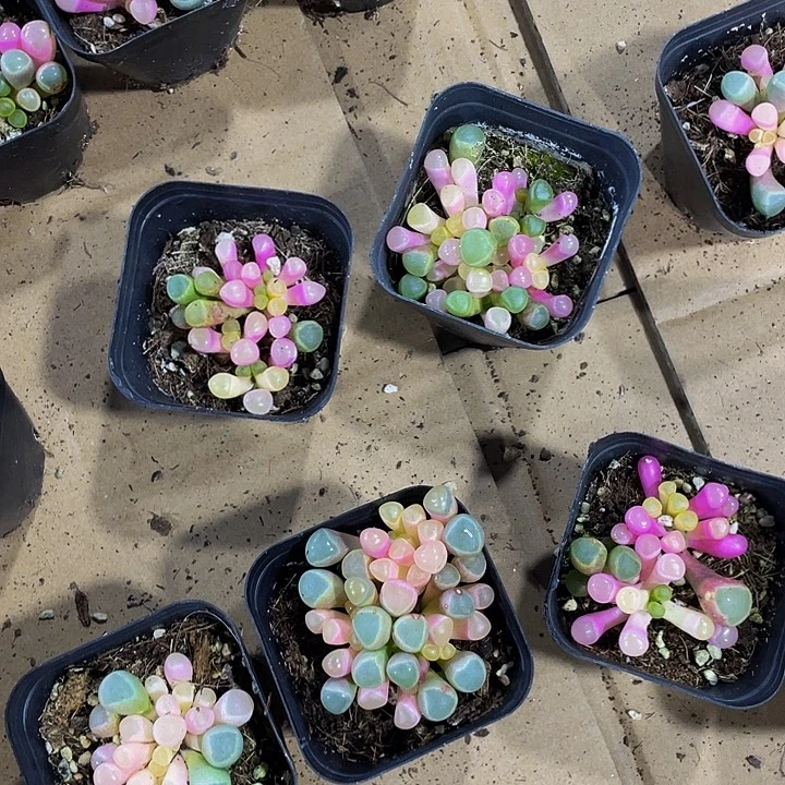 锦锦锦五十铃玉锦