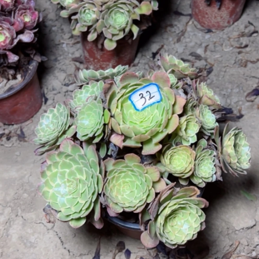 【闪购商品】多肉植物粉花妖32