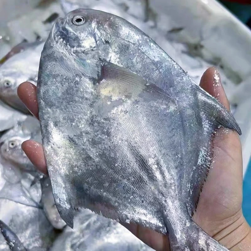 舟山白鲳鱼小银鲳鱼海鲜水产新鲜平鱼扁鱼