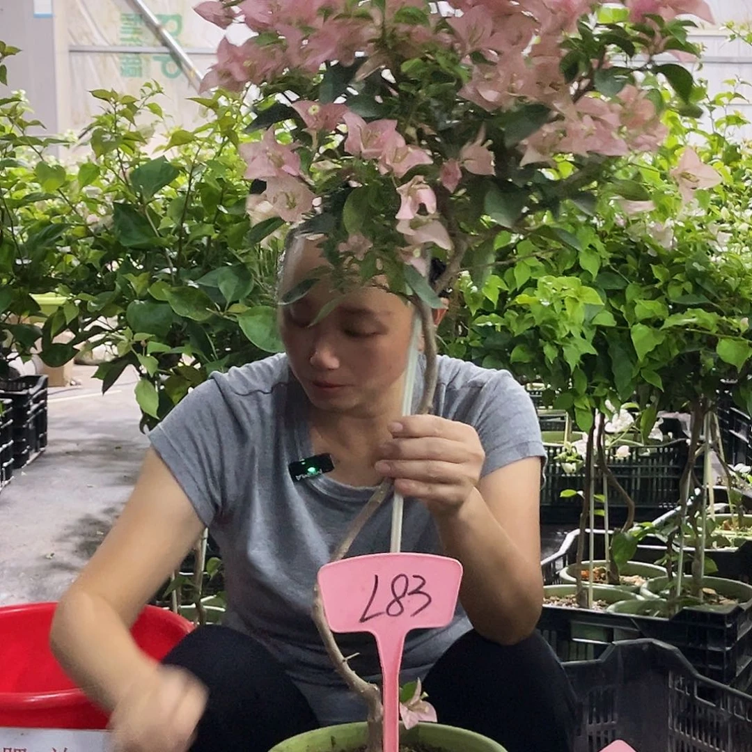 当前无花栽培后可以开花样*红L83卡亚塔