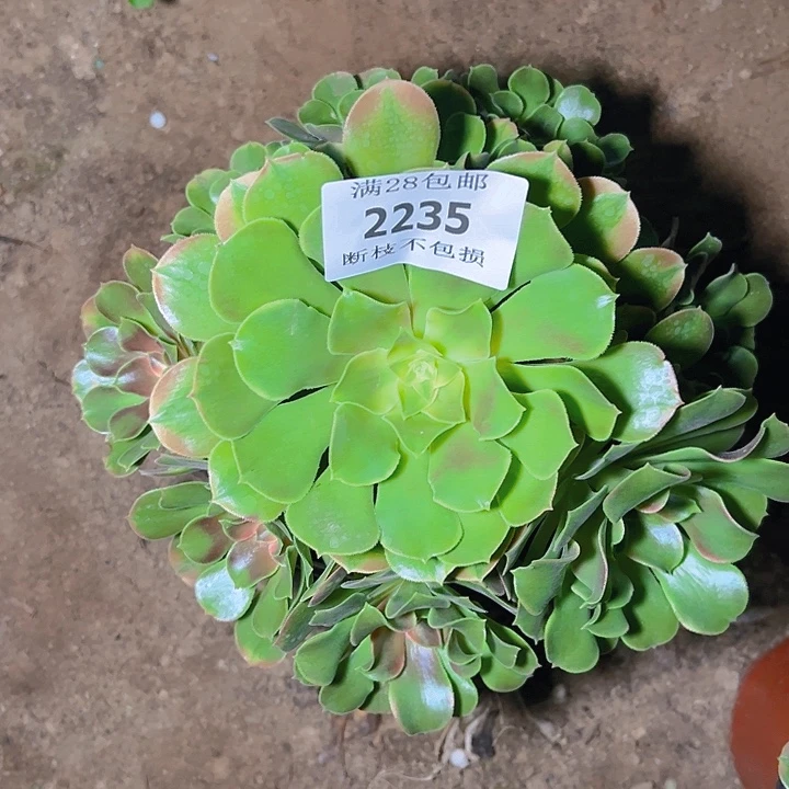 2235歪桩香妃多肉植物