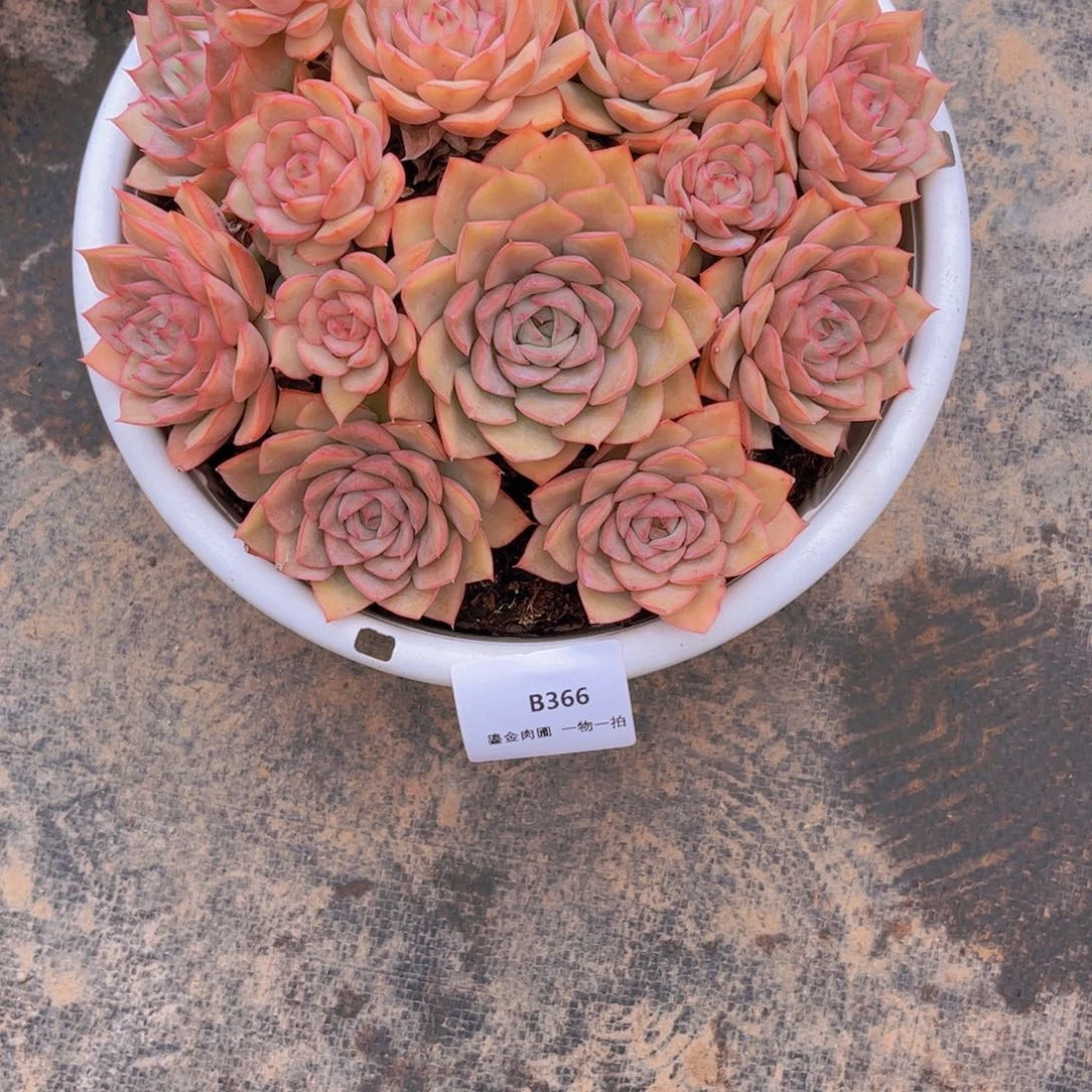 玻***玲艾格丽亚366一颗一物一拍