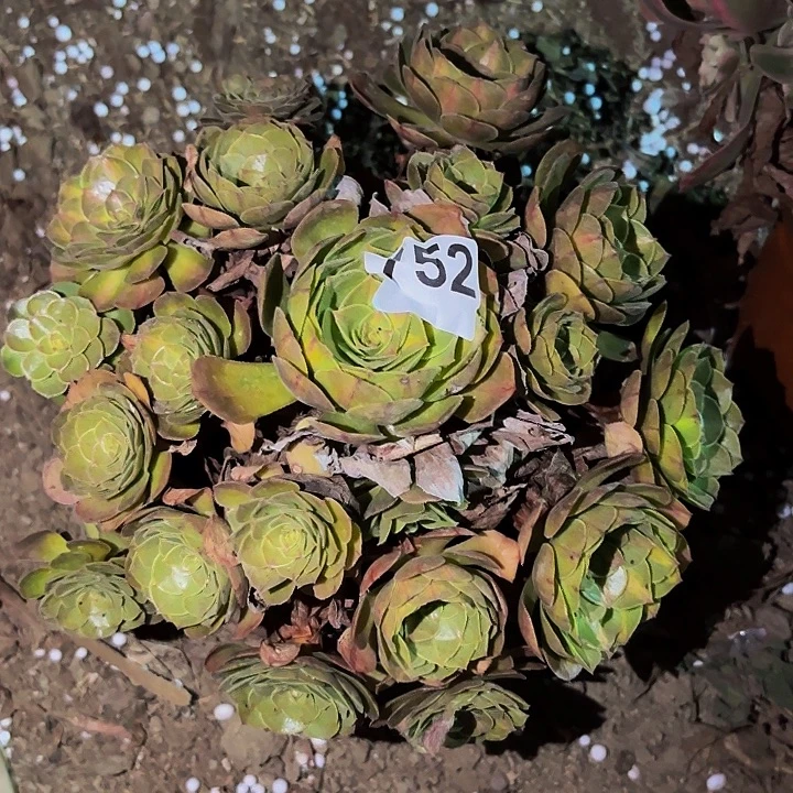 752轮回多肉植物不售后中班