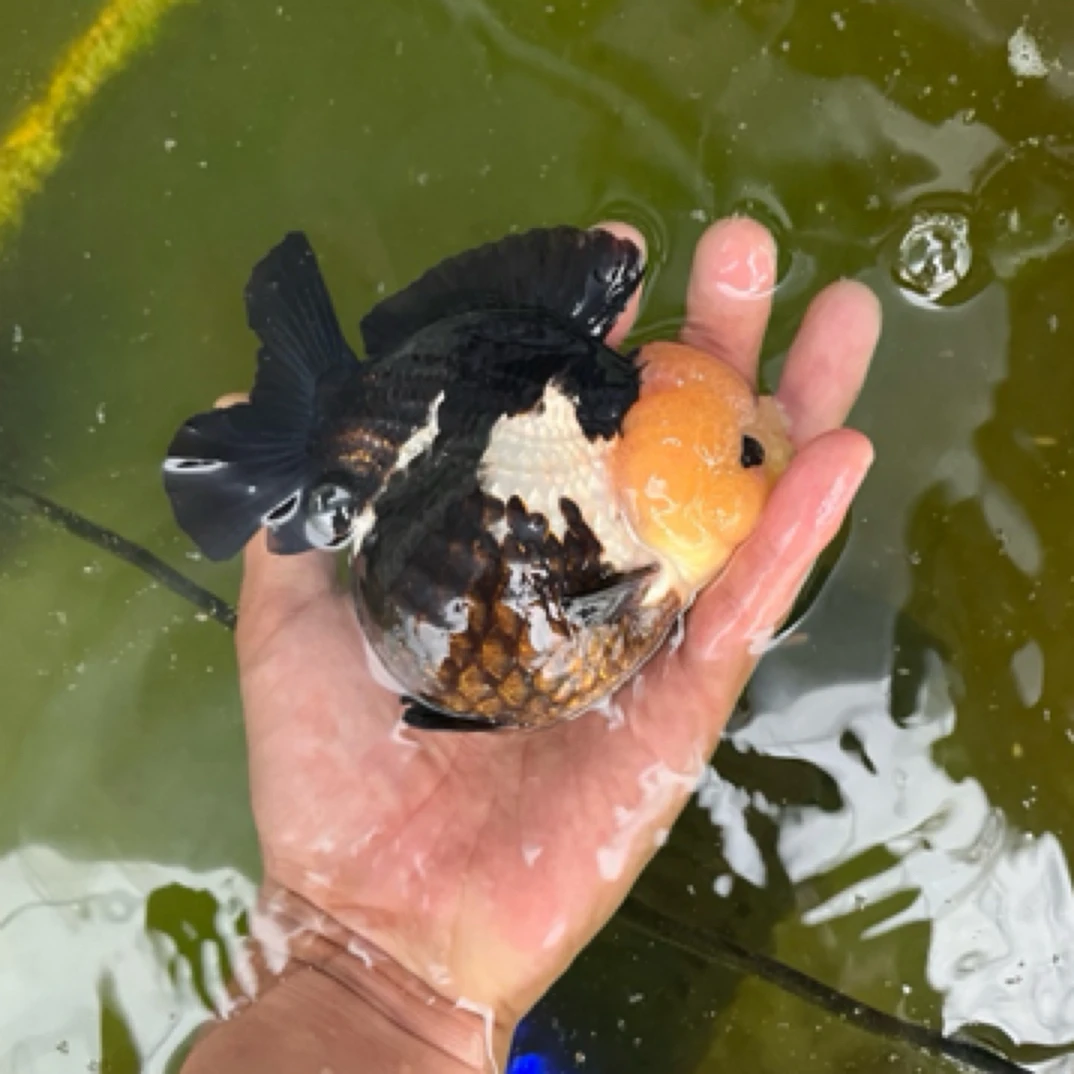 （亚成）玛丽狮金鱼观赏鱼冷水鱼活体好养易活