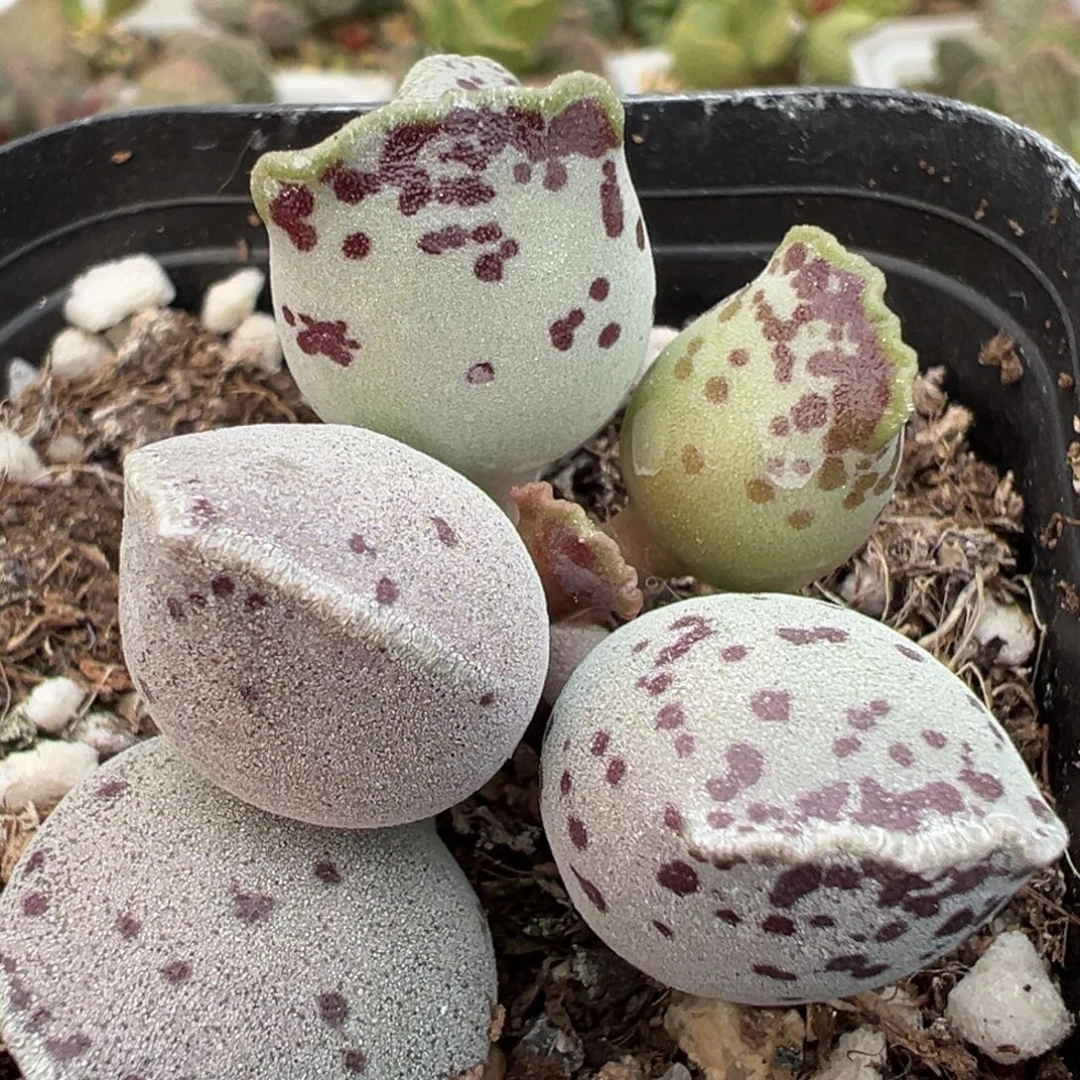 猫脸丸叶海豹多肉植物