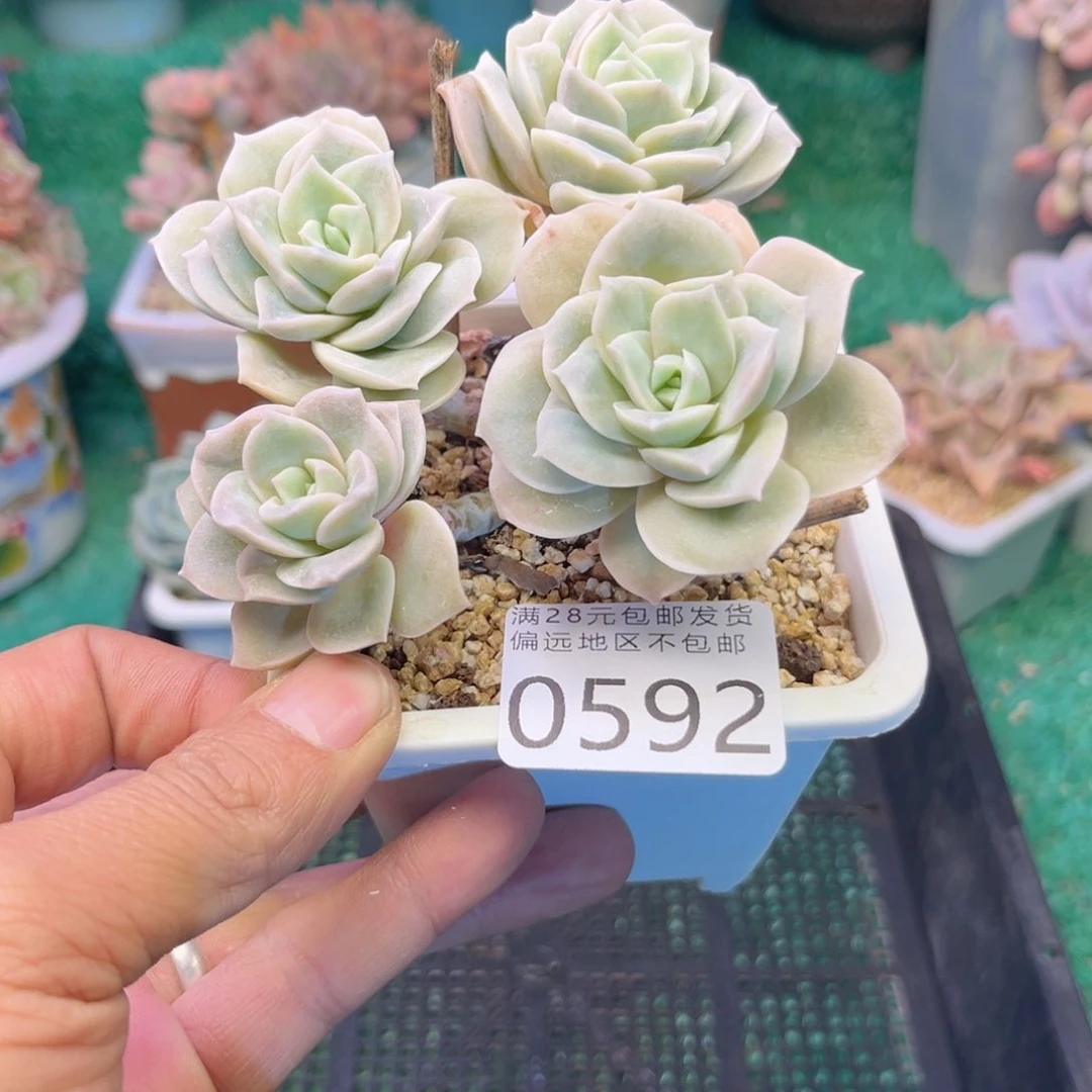 大0952uj k k k k k