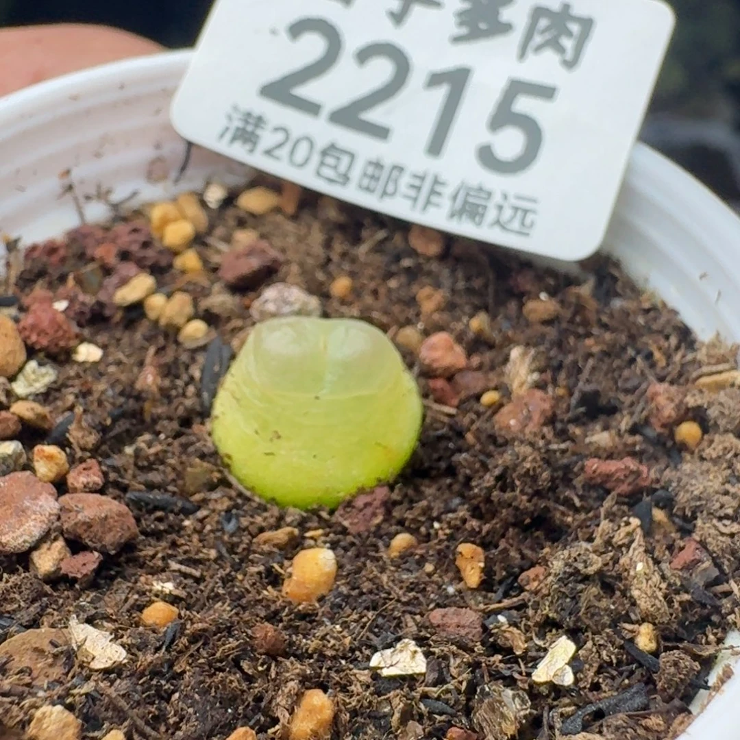 拉登1.2带盆土1200