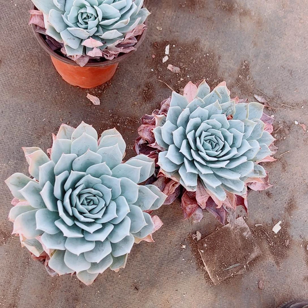 薄叶蓝鸟大单头精品特价二盆