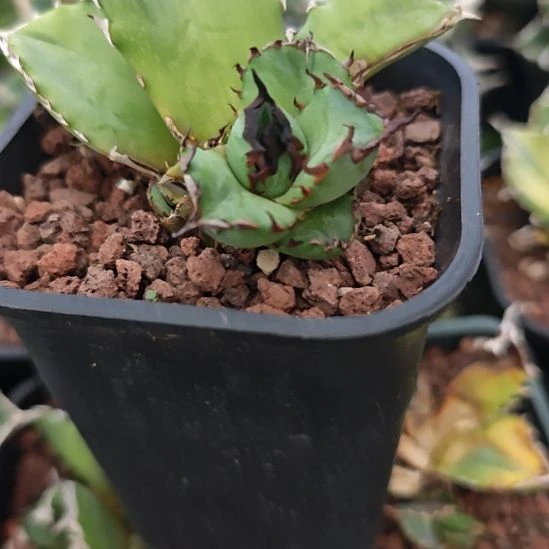 丘比特仁王冠龙舌兰顶芽一颗