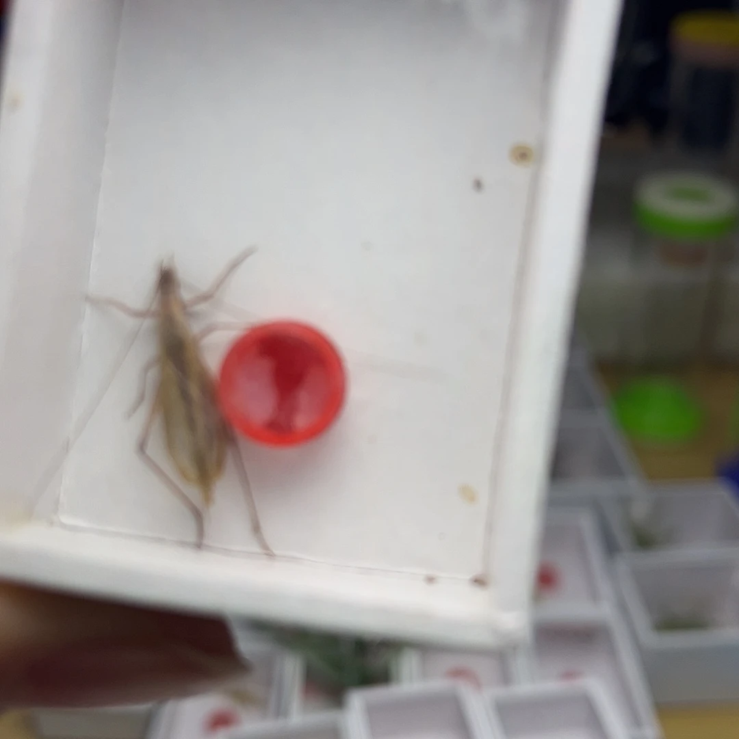 赛***金蚂蚁工坊红竹。