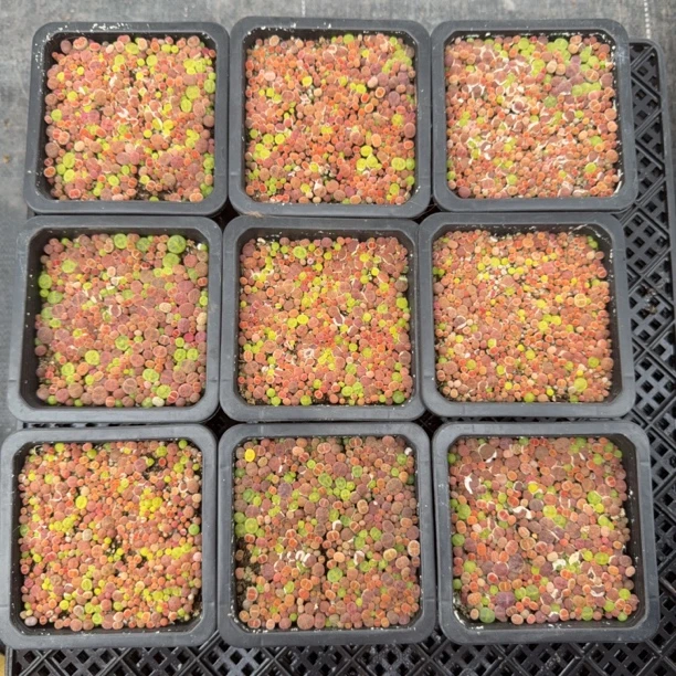 彩拼生石花多肉植物生石花肉锥混合