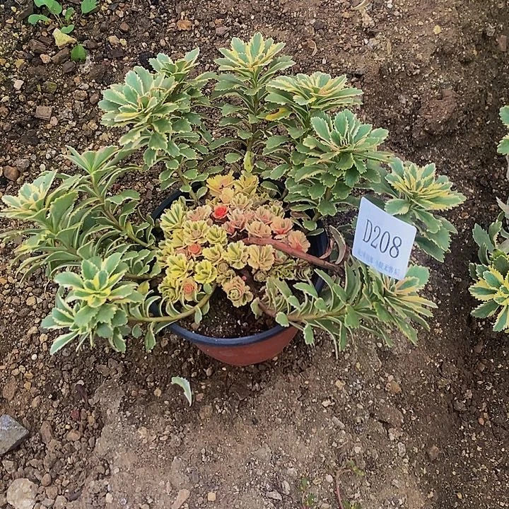 208亚特兰蒂斯多肉