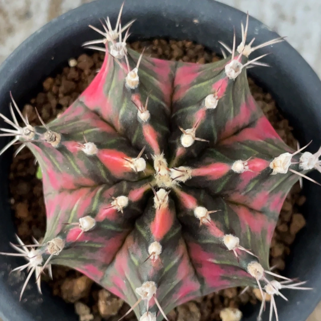 当前无花朵，栽培后可花朵红臀虎斑锦