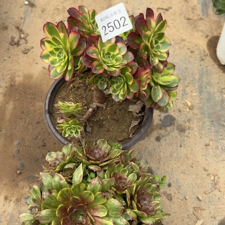 2颗多肉法师2502