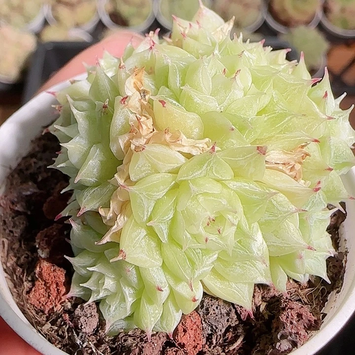 1115------69麦秆群