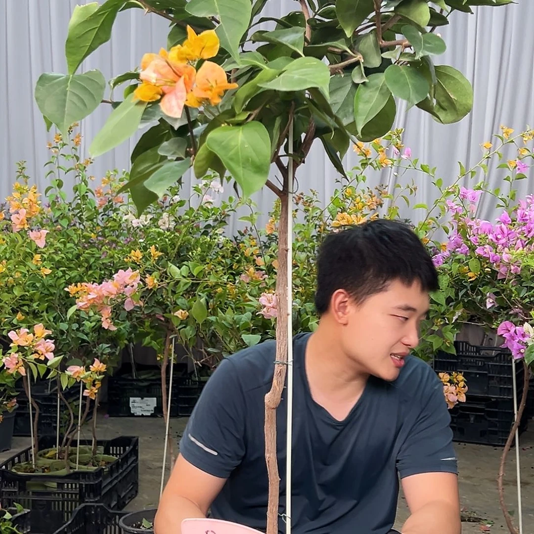 超****当前无花栽培后可以开花B14凤凰
