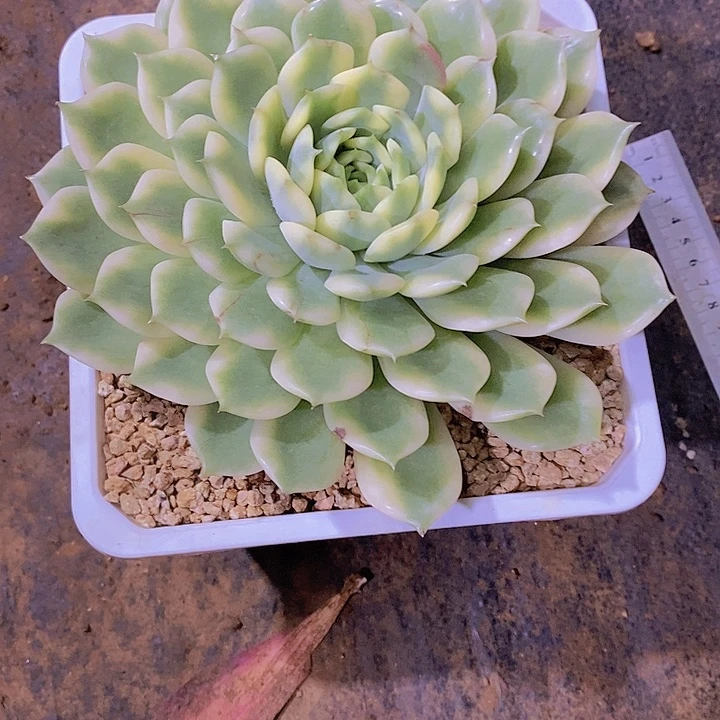 玉***米时秋锦多肉植物老桩