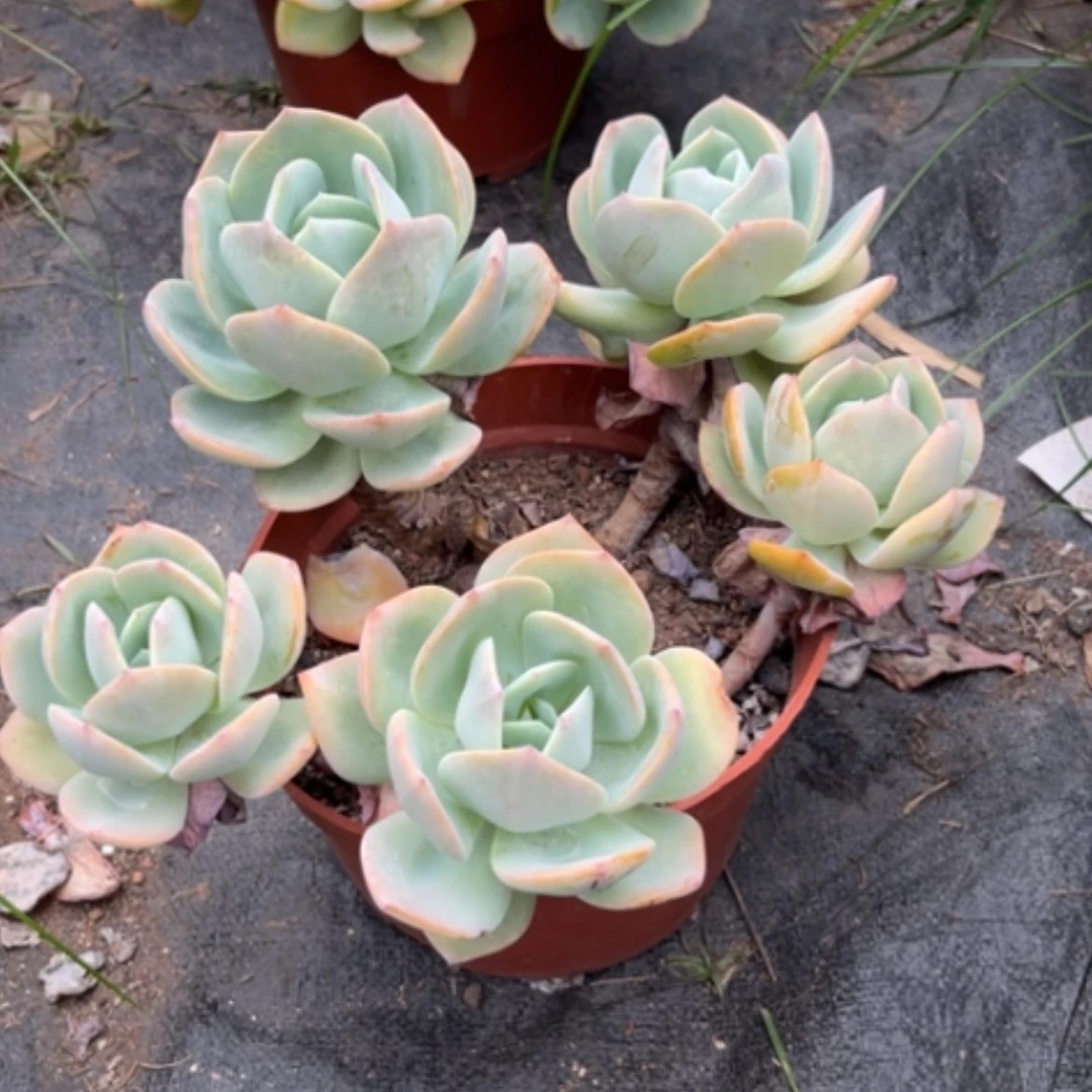 【闪购商品】无花朵沙**业凤