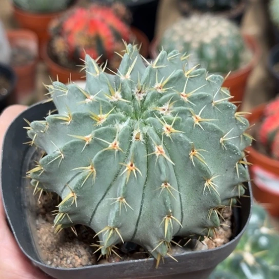 完全开放多肉植物白狮子