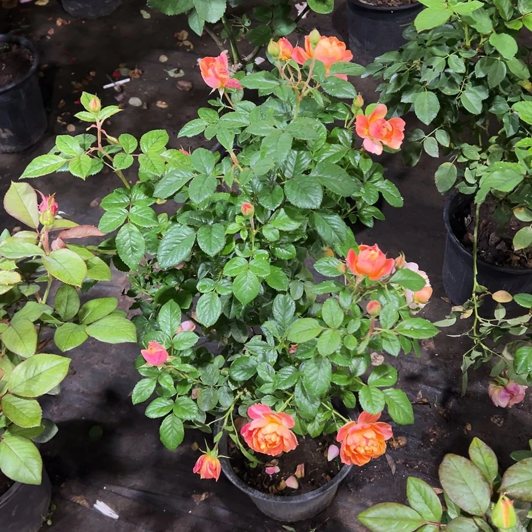 当前无花朵，栽培后可花朵一物一拍58号