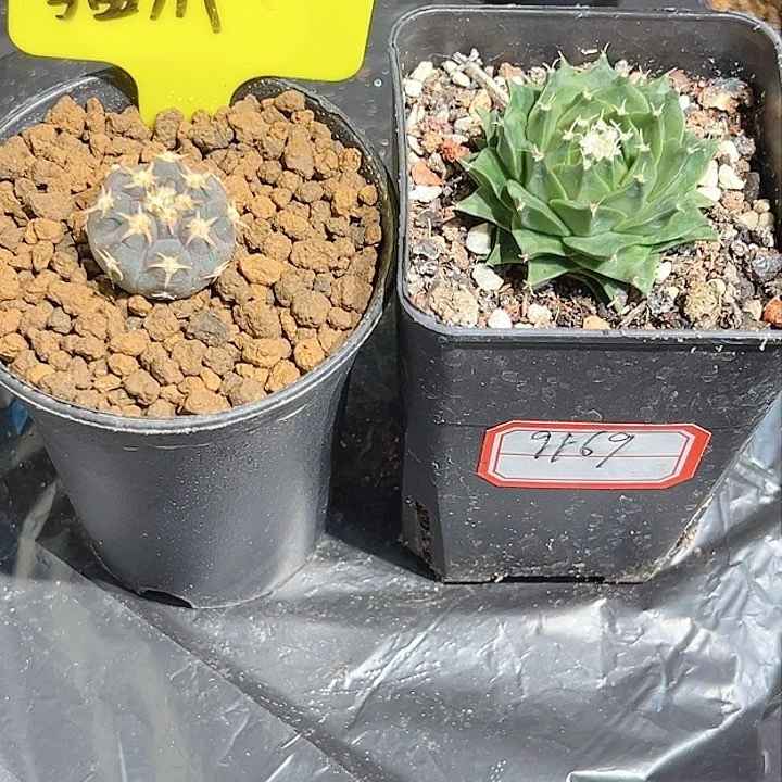 当前无花栽培后可以开花說*