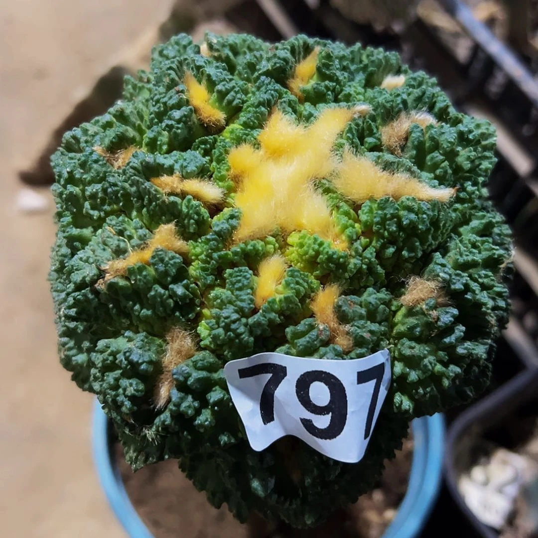 Y***7无花朵大尤哥斯拉牡丹797仙人球