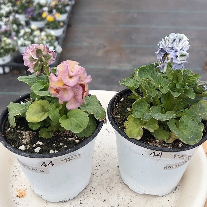 水晶抖音直播闪拍44