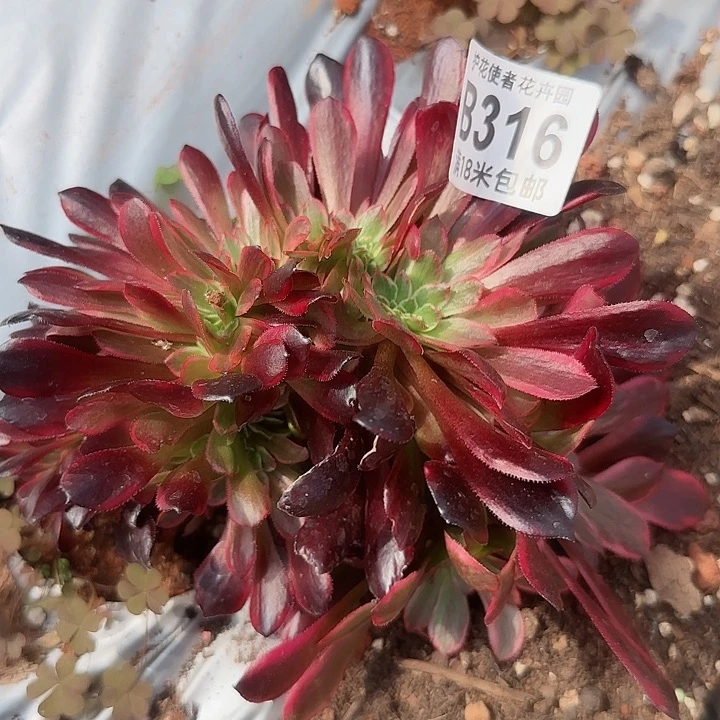 多肉法师缀化多多