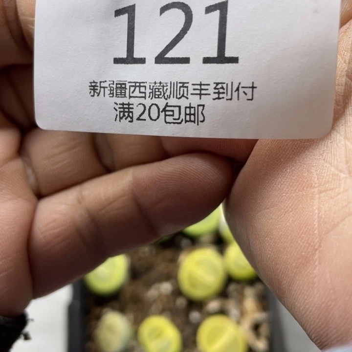幸**美小美 哦娜绿色蓝色绿色姐姐里121