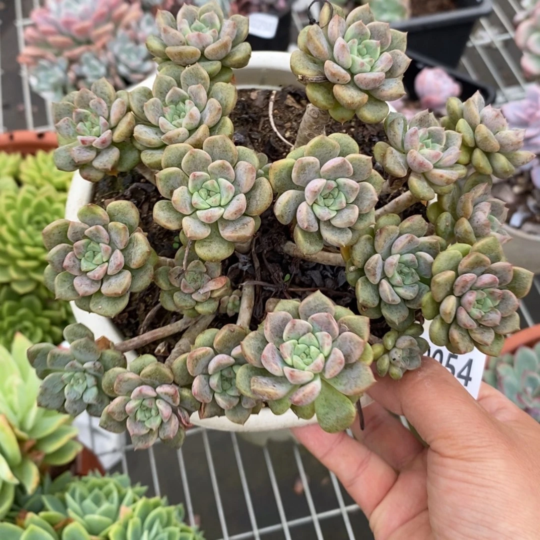 9054粉布偶一物一拍