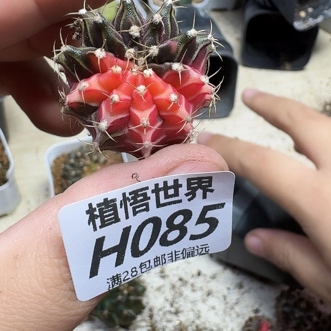 多肉植物的人生fhj