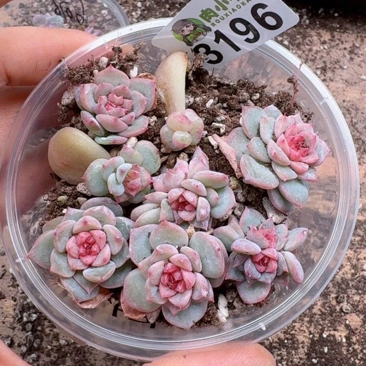 多肉植物多肉植物