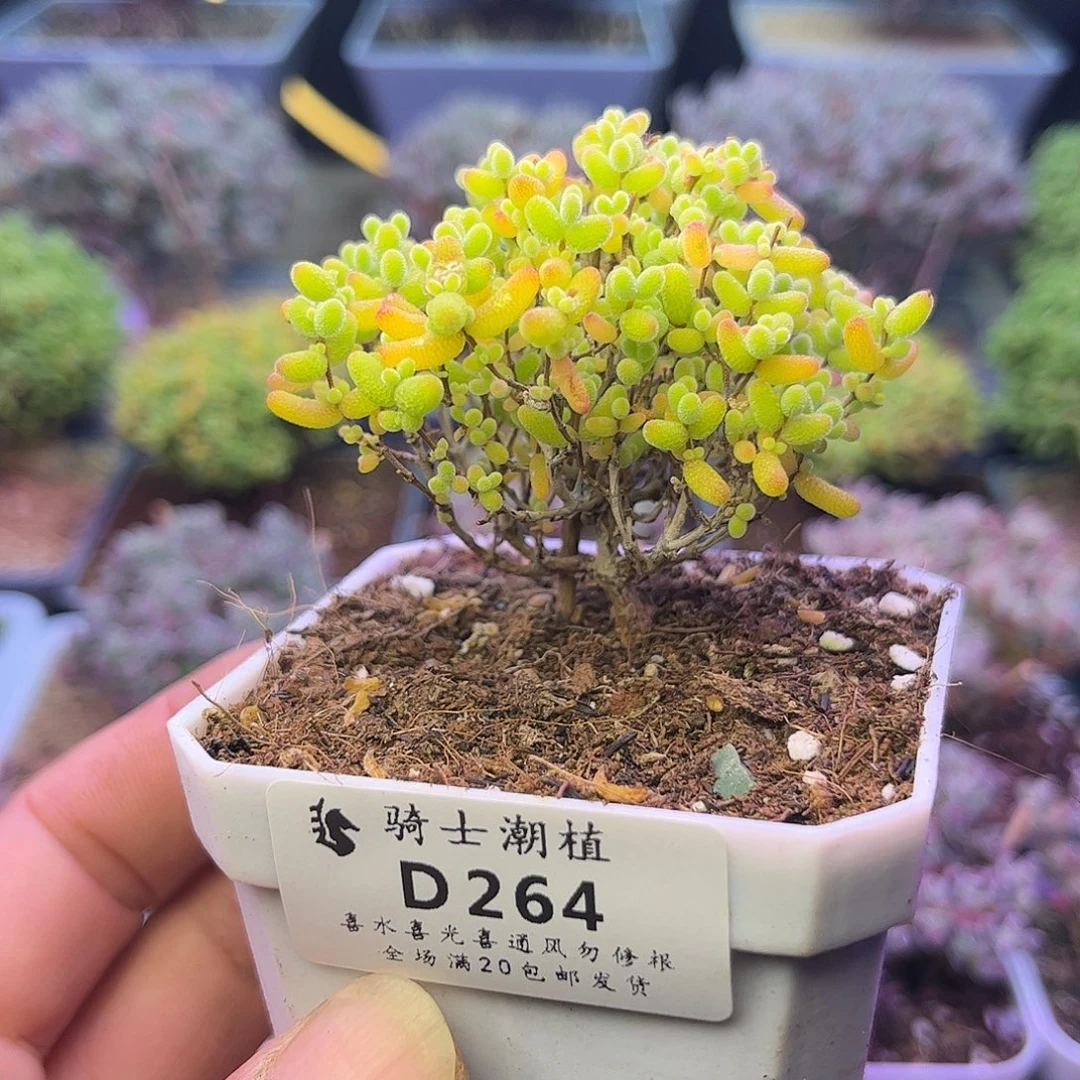 264蜜橘糖球枝干多肉