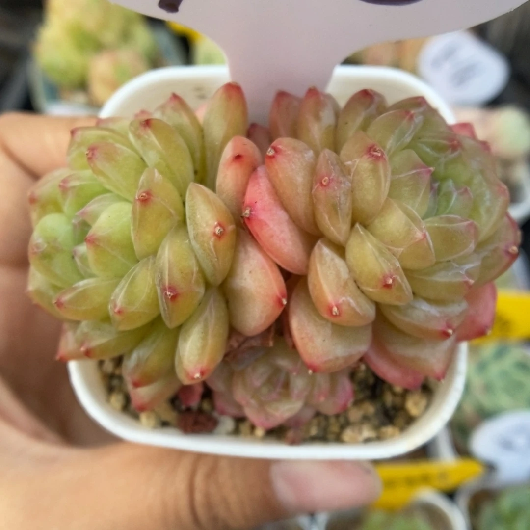 绿芙蓉群生745号。