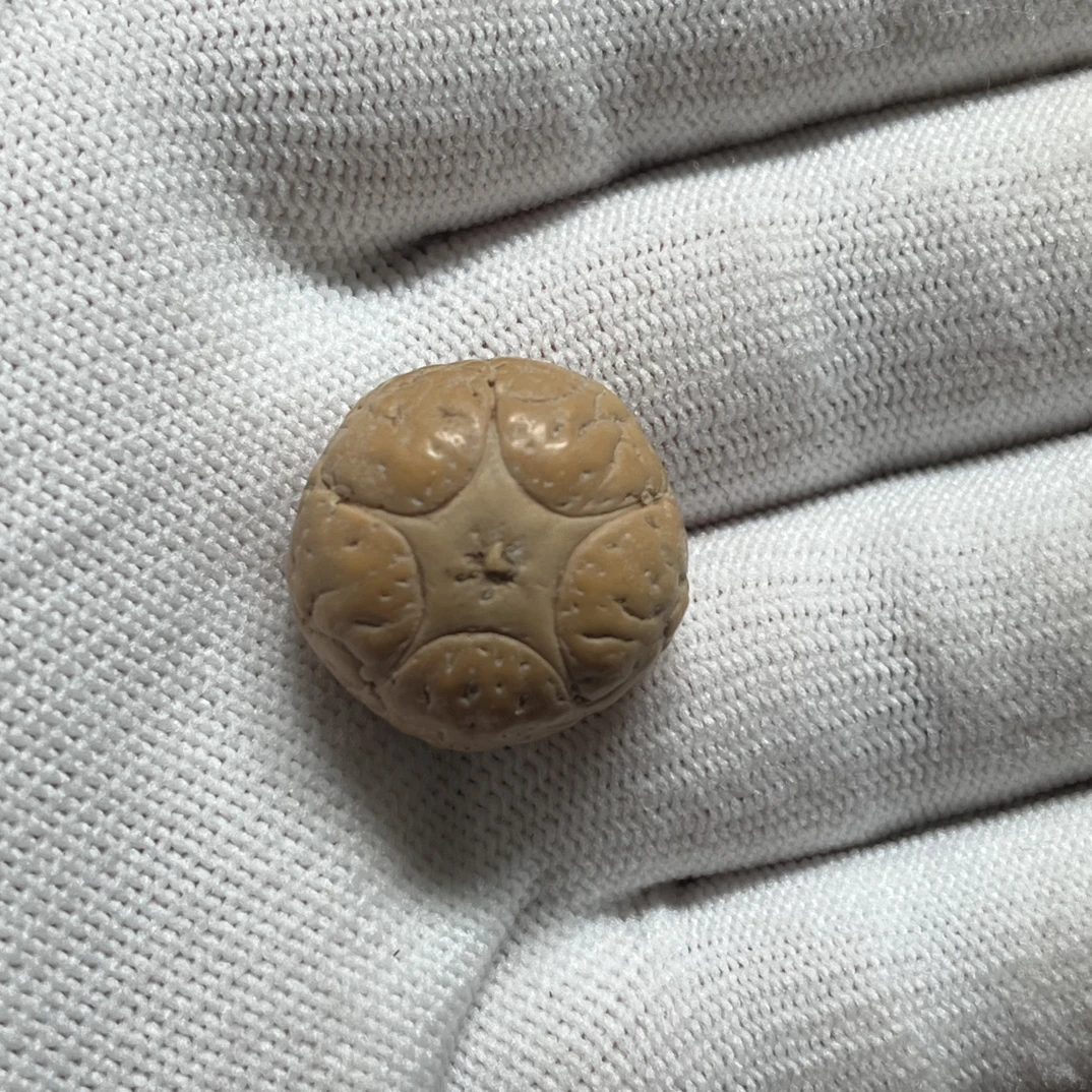 尼泊尔小凤眼五星尺寸21.6mm厚15.6mm