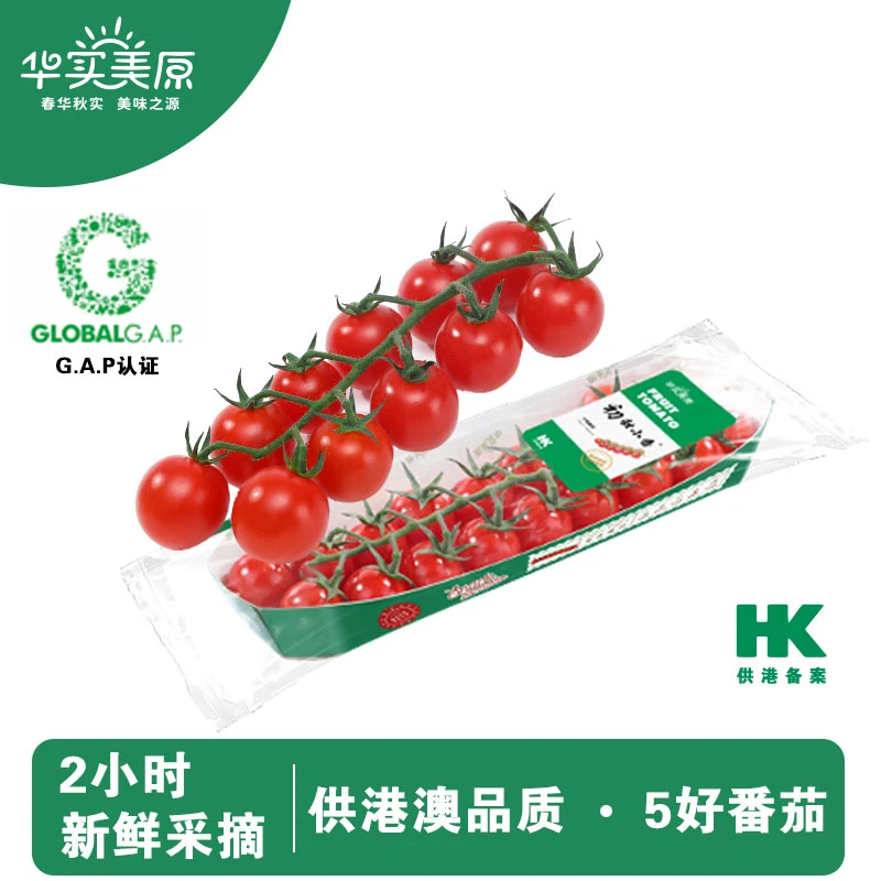 华实美原串番茄现摘现发小番茄樱桃番茄高品质非圣女果小西红柿