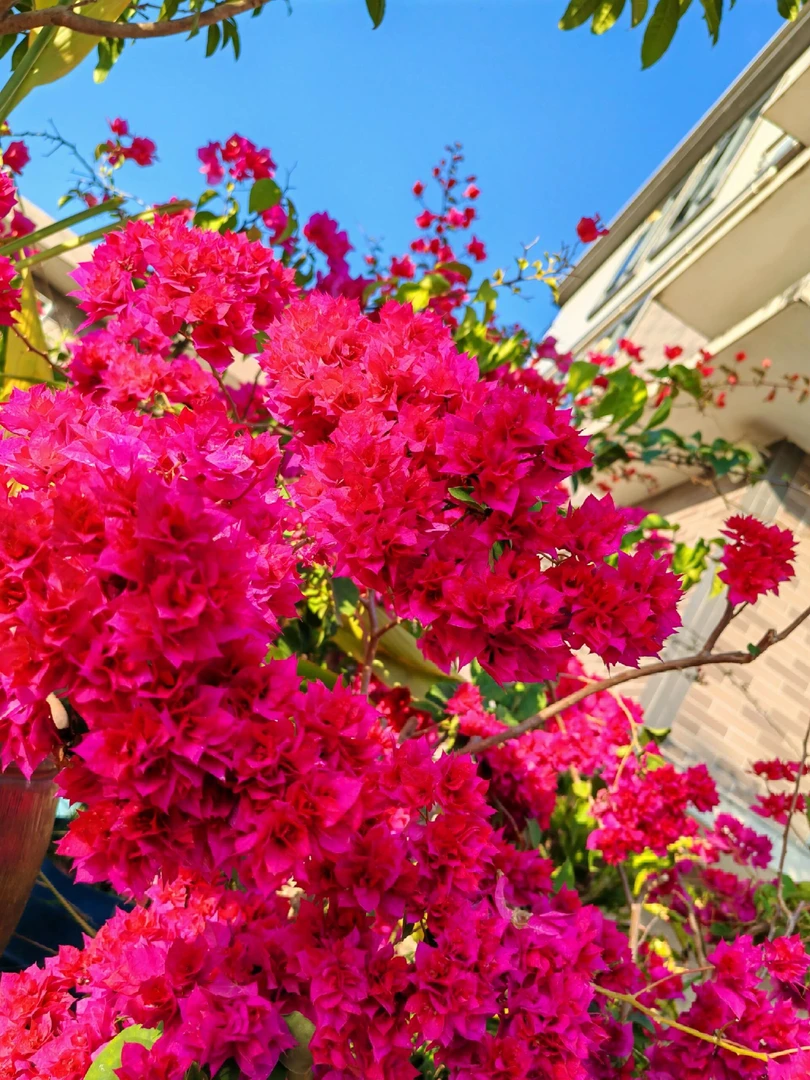 【重瓣红】三角梅直播间一物一拍