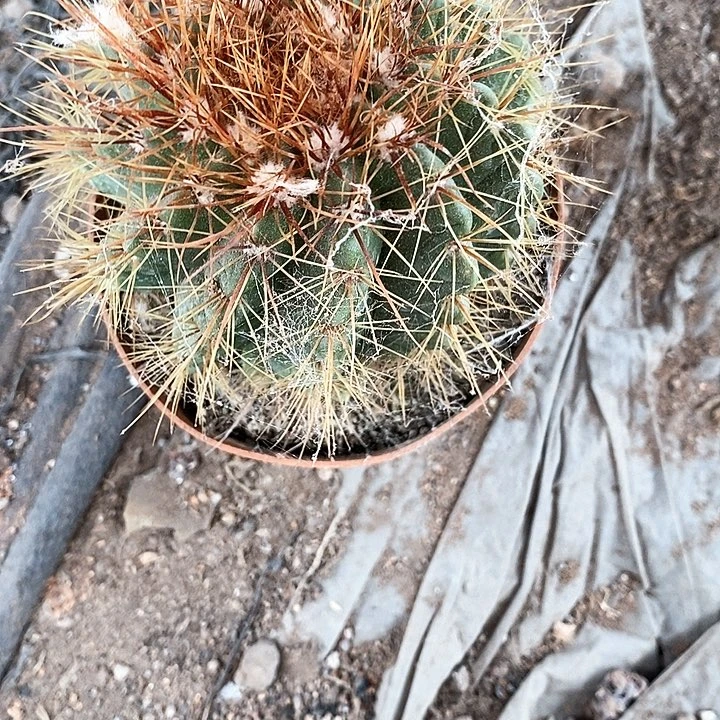 青王清仓仙人球357899