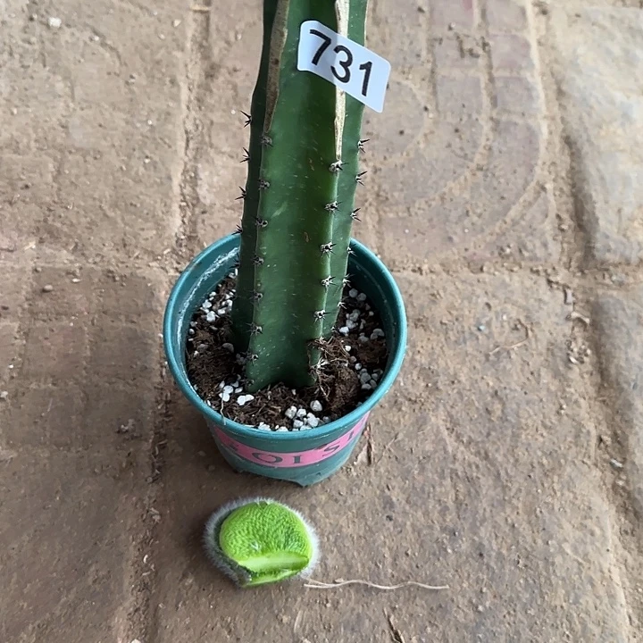 姐***闹无花朵嫁接青蛇缀731