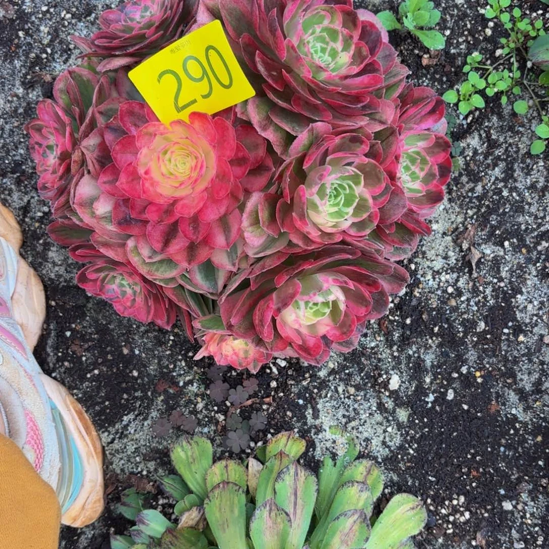 哈哈多肉葡萄福利290