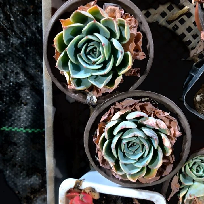 玉蝶单头满9元包邮，