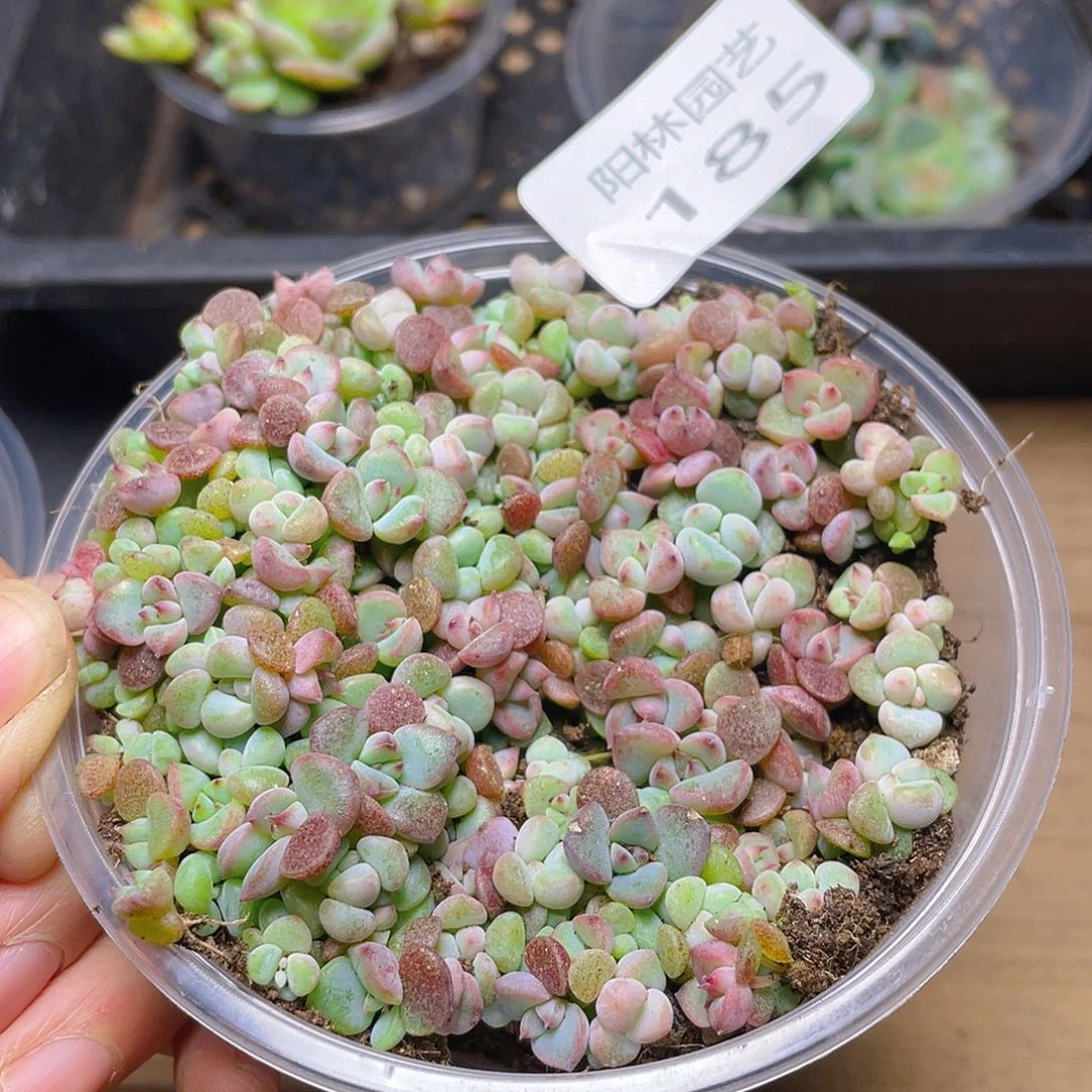 多肉植物多肉植物185