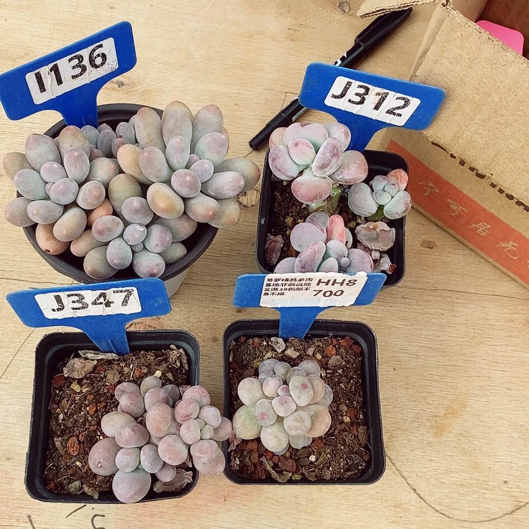 哼*噜4颗福利5-9cm多肉植物