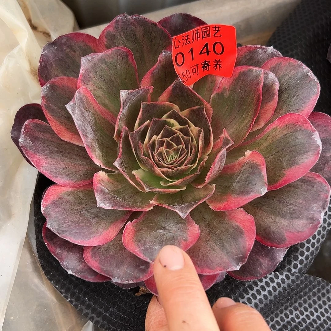 魅金玫瑰锦多肉植物0140