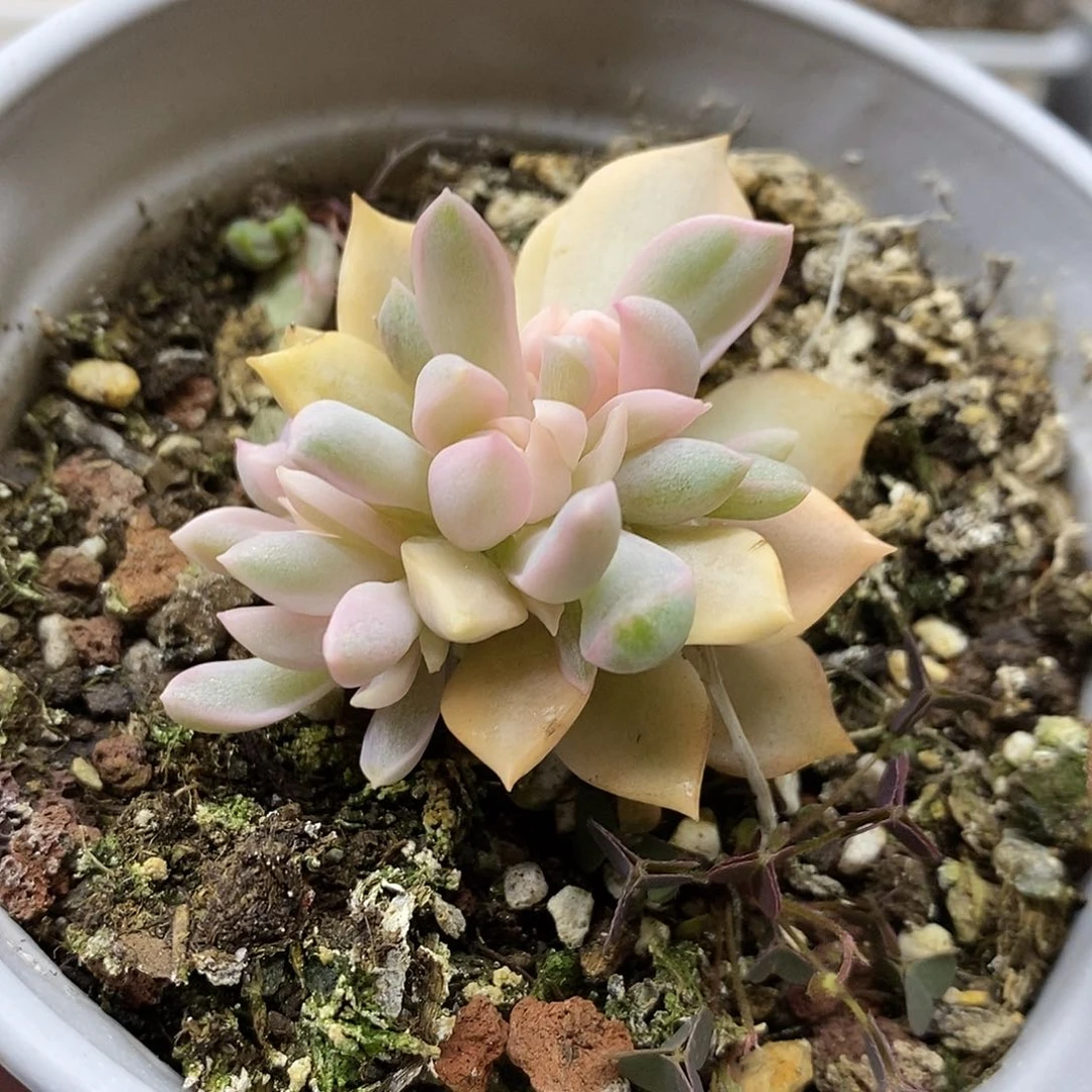 2053 不知名锦底座 不售后