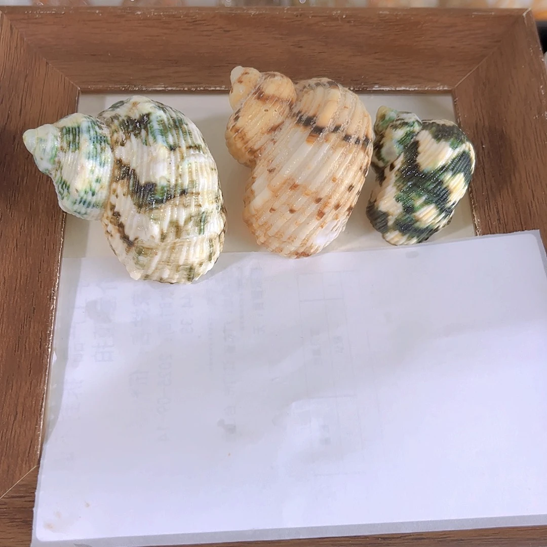 大理石磁石糖*?天然贝壳海螺批发零售