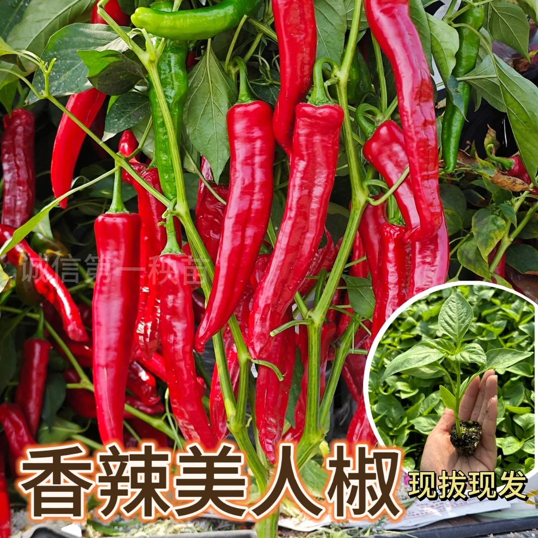 正宗摘不败美人椒种特色红尖椒长辣椒种特香辣四季盆栽蔬菜种苗