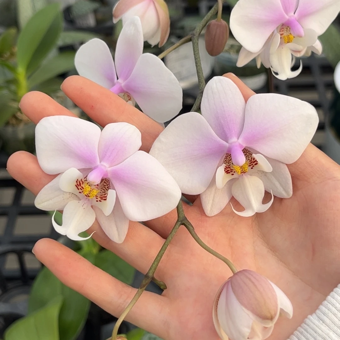 完全开放2.5寸22GU开花株